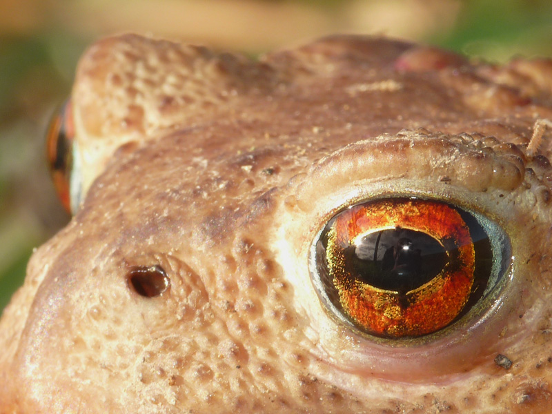 Bufo bufo spinosus